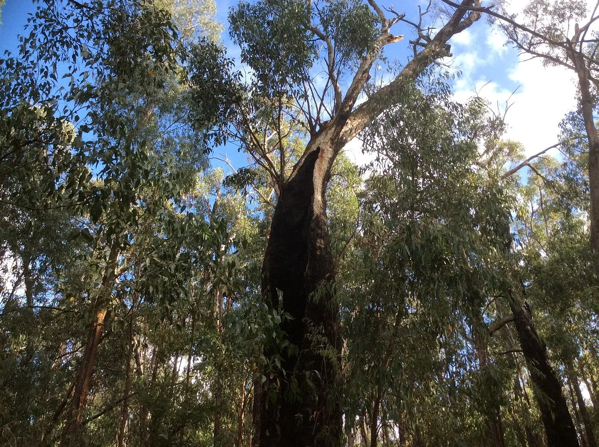 Traralgon South Flora and Fauna Reserve