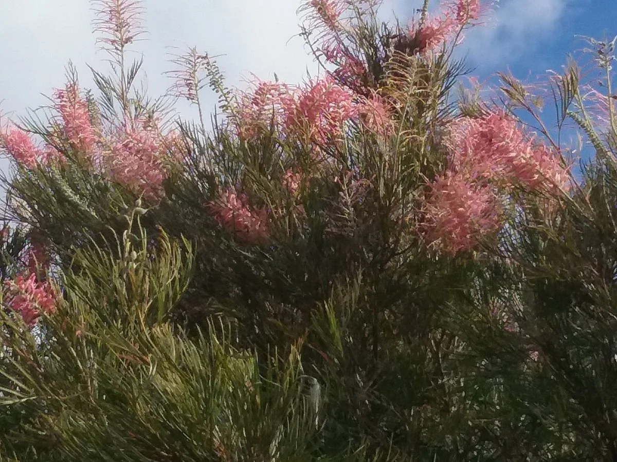 Yarrabee Native Garden