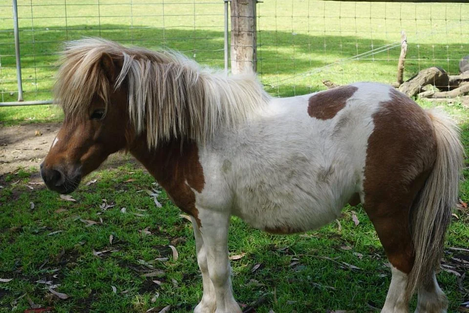 Will's Rare Breeds Farm