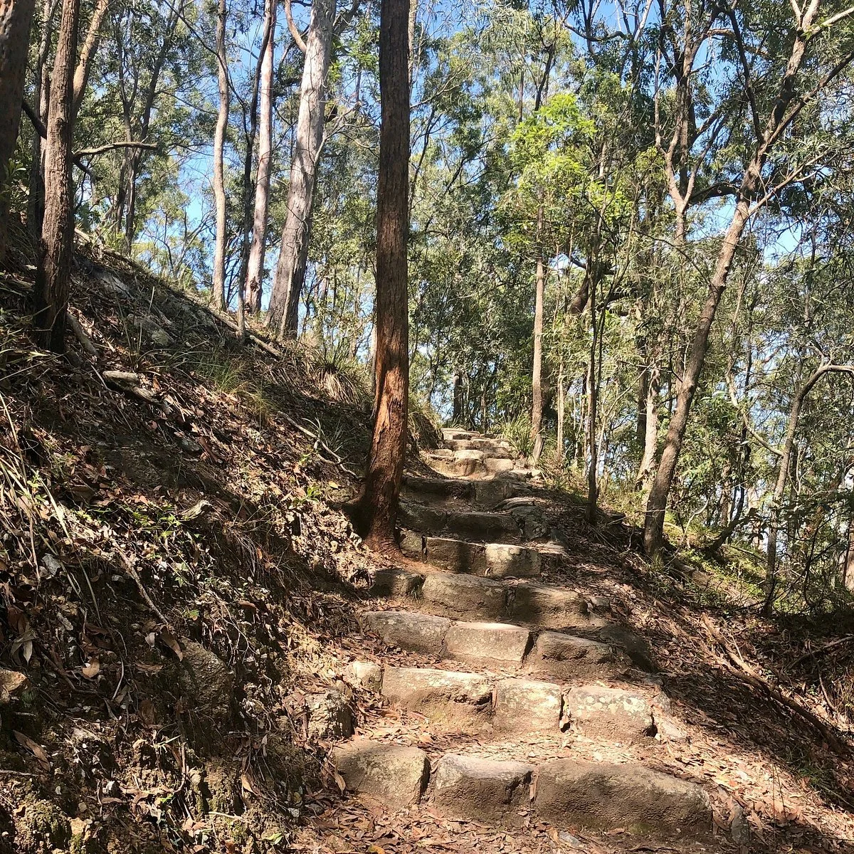 Toohey Forest