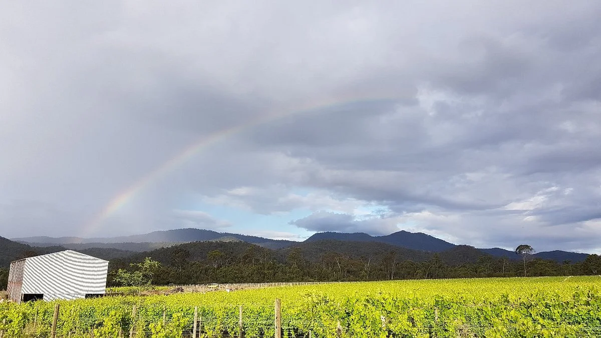 Politini's Vineyard