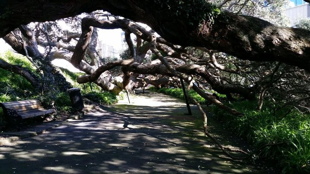 Emily Place Reserve