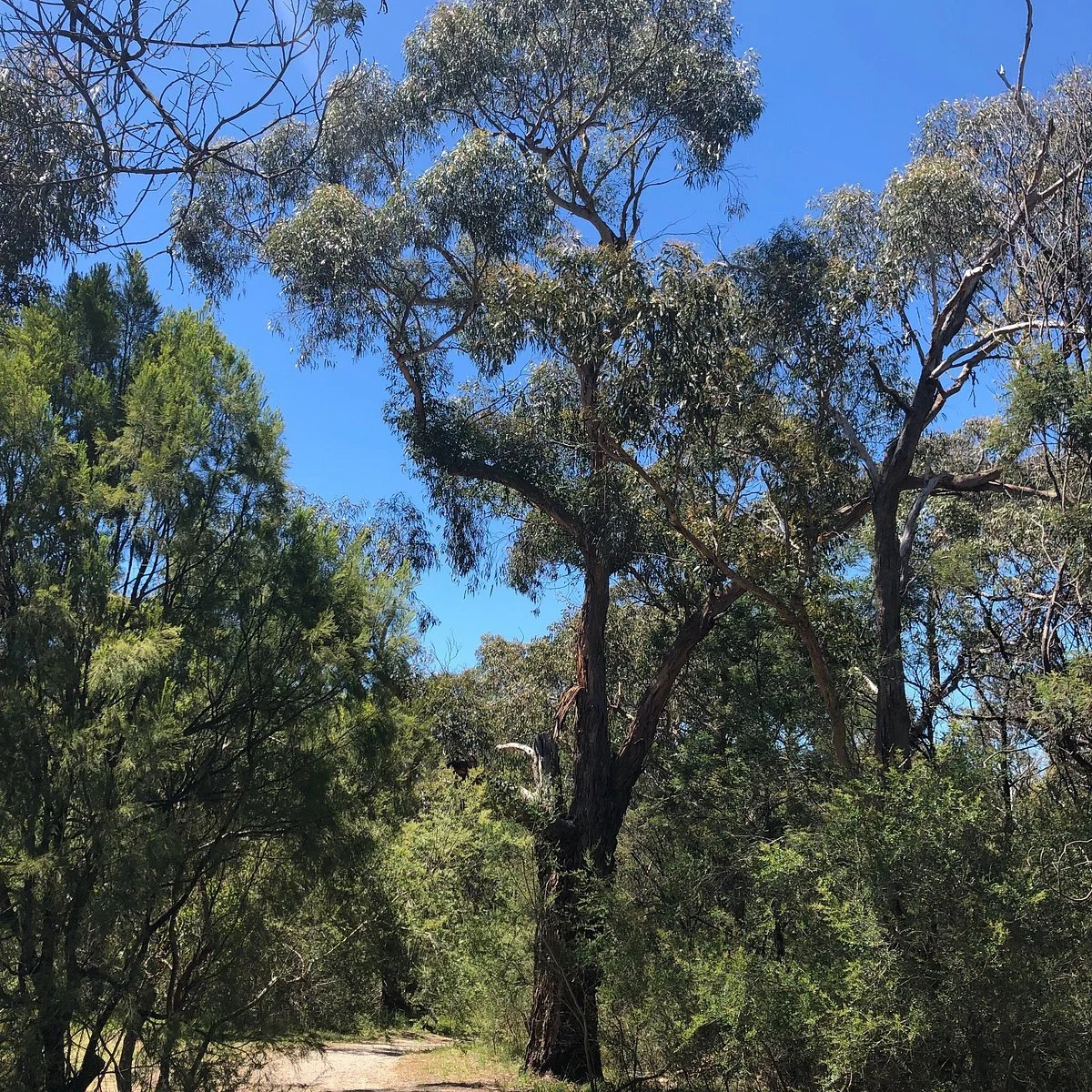Starlight Reserve