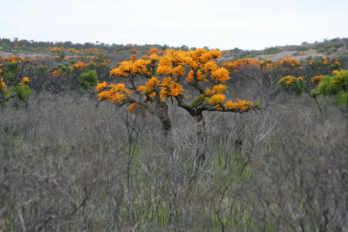 Helms Arboretum