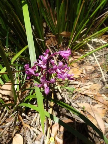Henry Somerset Orchid Reserve