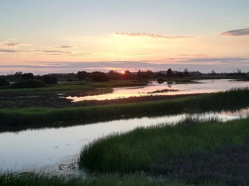 Greenfields Wetlands