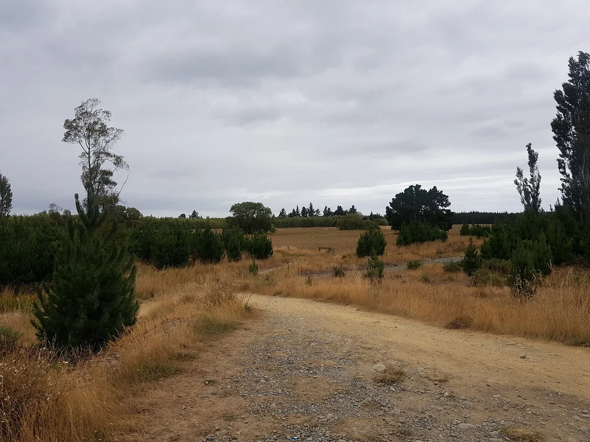 McLeans Forest