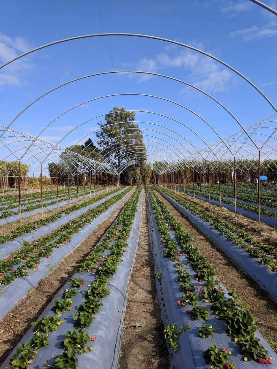 Rolin Farms