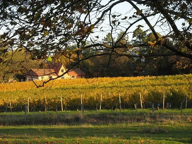 Holm Oak Vineyards