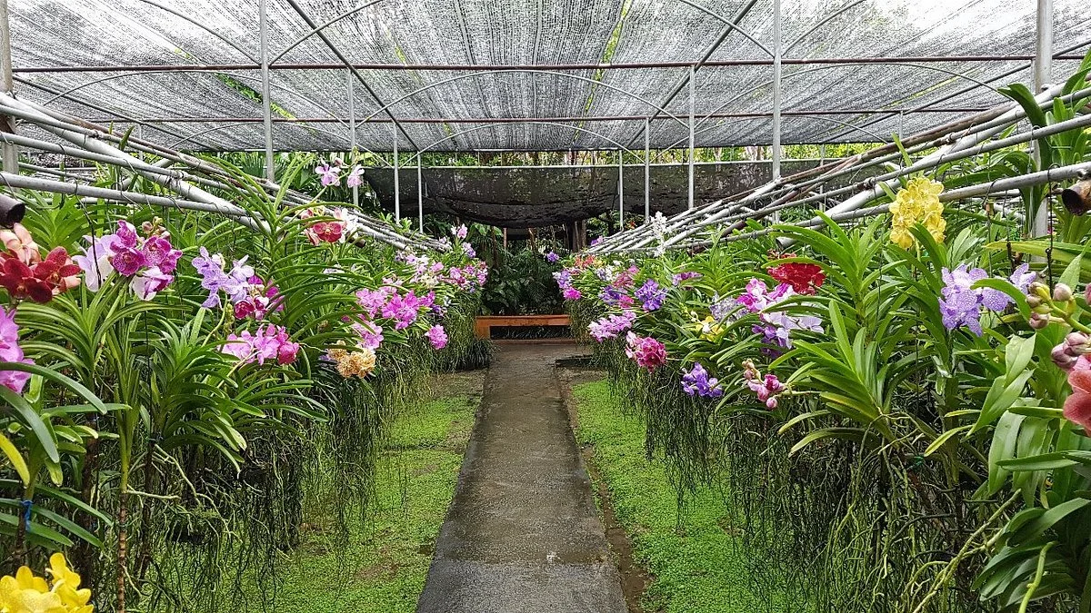 Orchid and Butterfly Farm