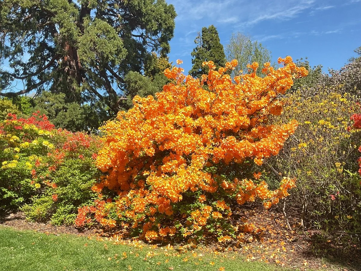 Ilam Gardens