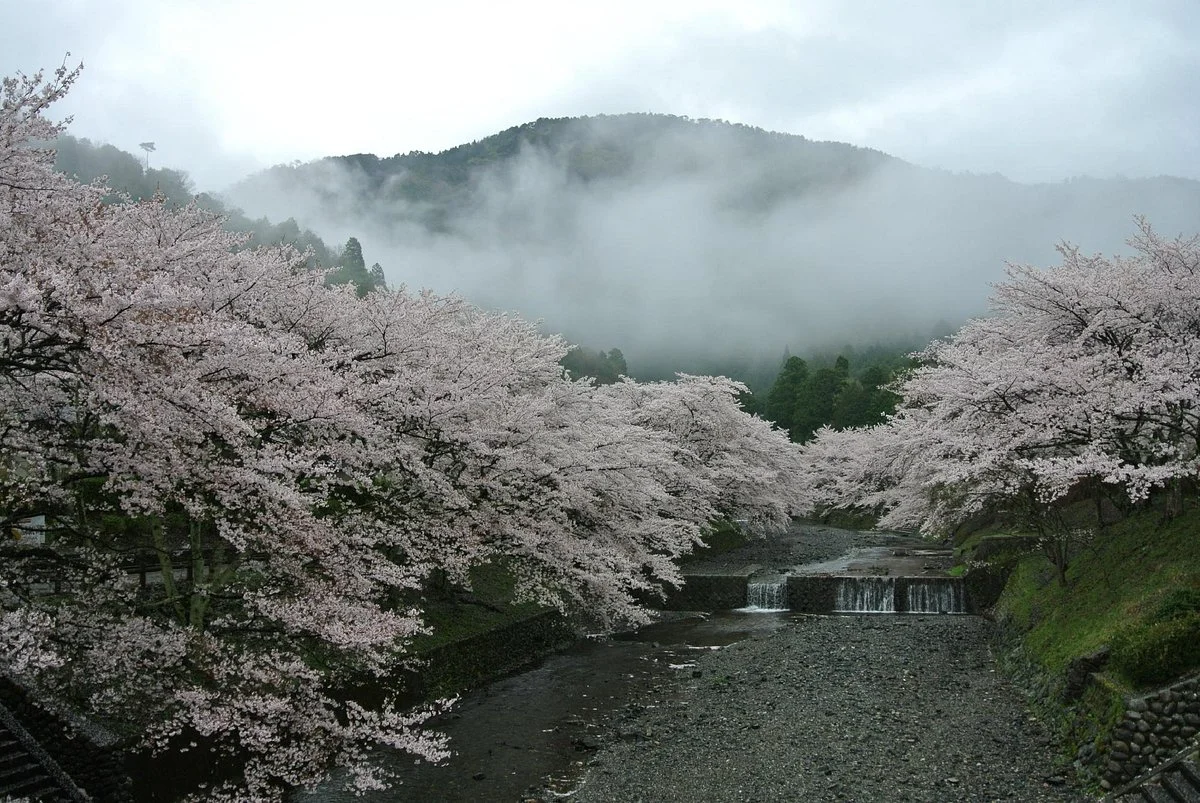 Yawaragi no michi