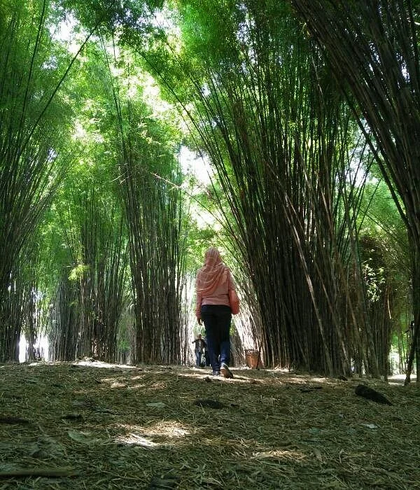 Hutan Bambu dan Taman Sakura Keputih Sukolilo