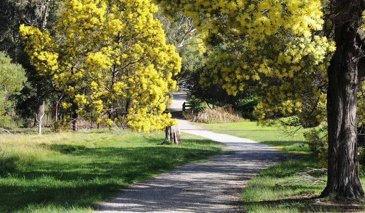 Wattle Park