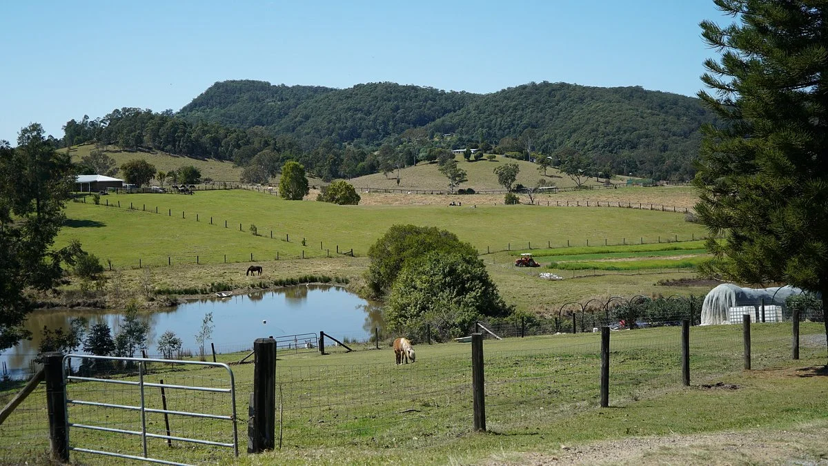 Hinterland Feijoas