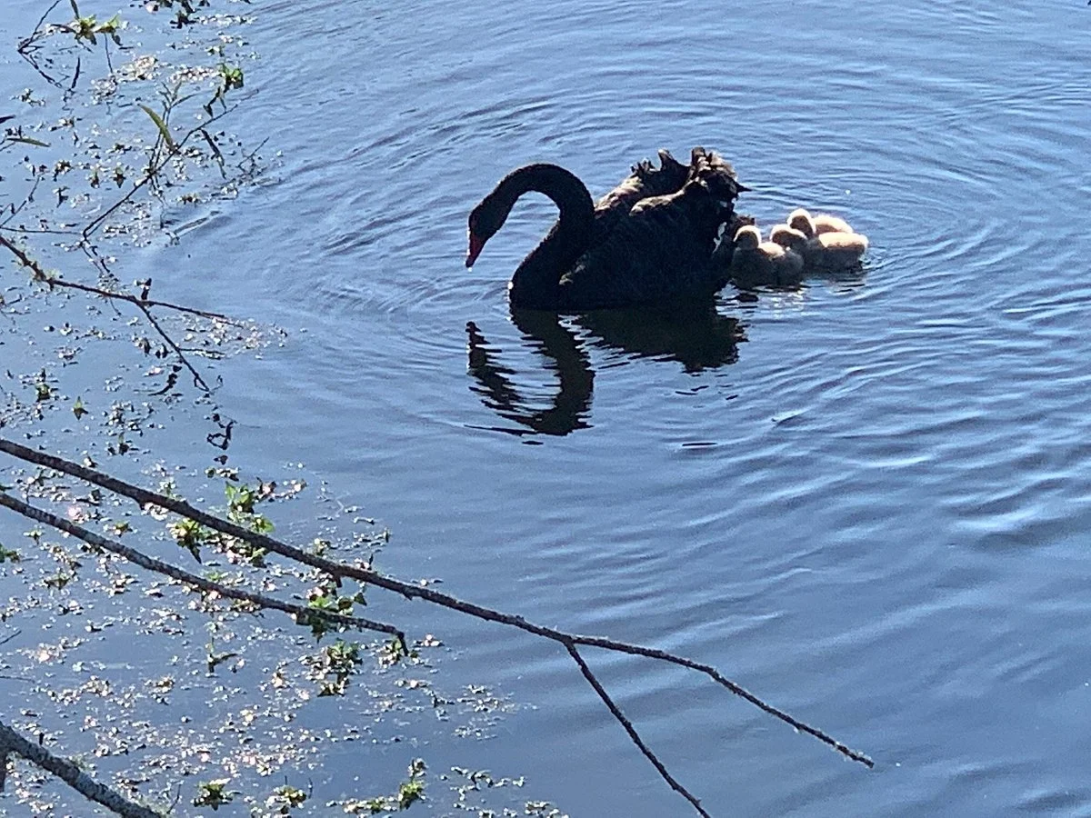 Styx River
