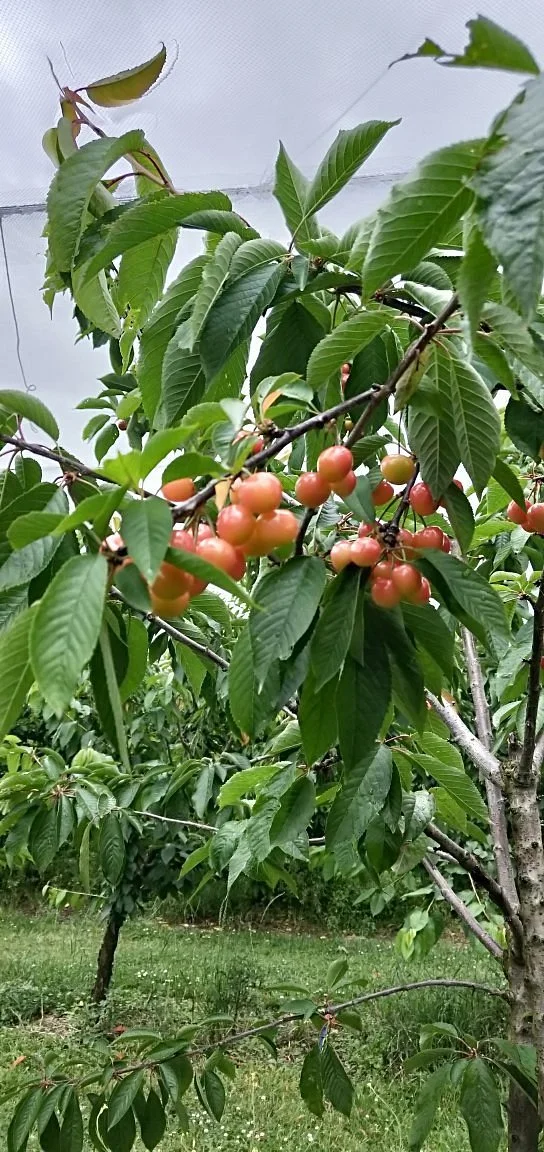 Tram Road Fruit Farm