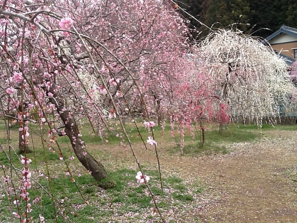Kinoshita Shidare Plum Garden