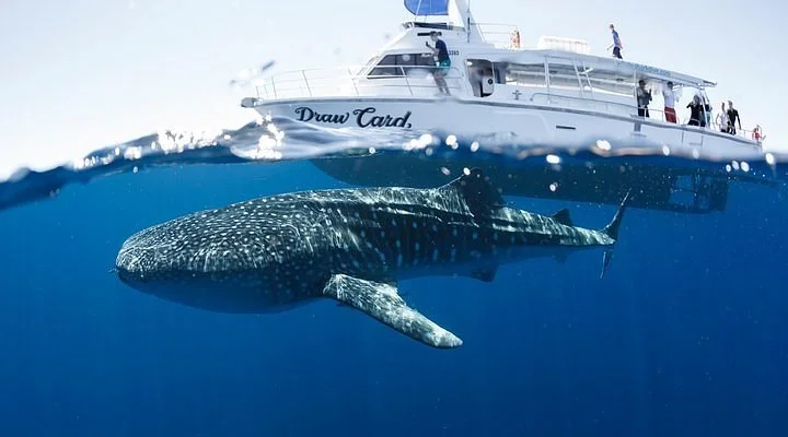 The Ningaloo Gallery