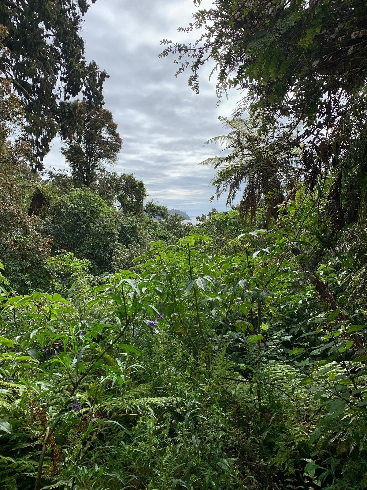 Seaward Bush Reserve
