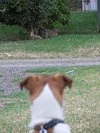 North Lambton Dog Off-Leash Area