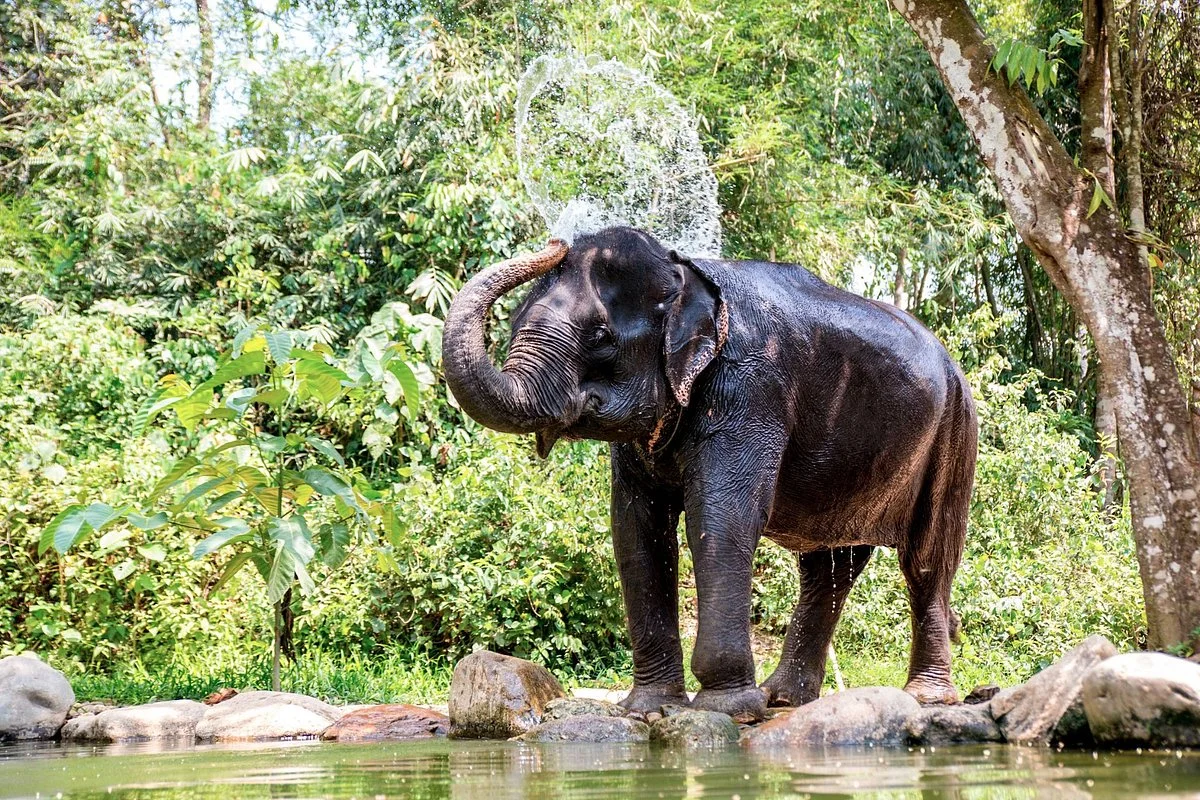 Phang Nga Elephant Park