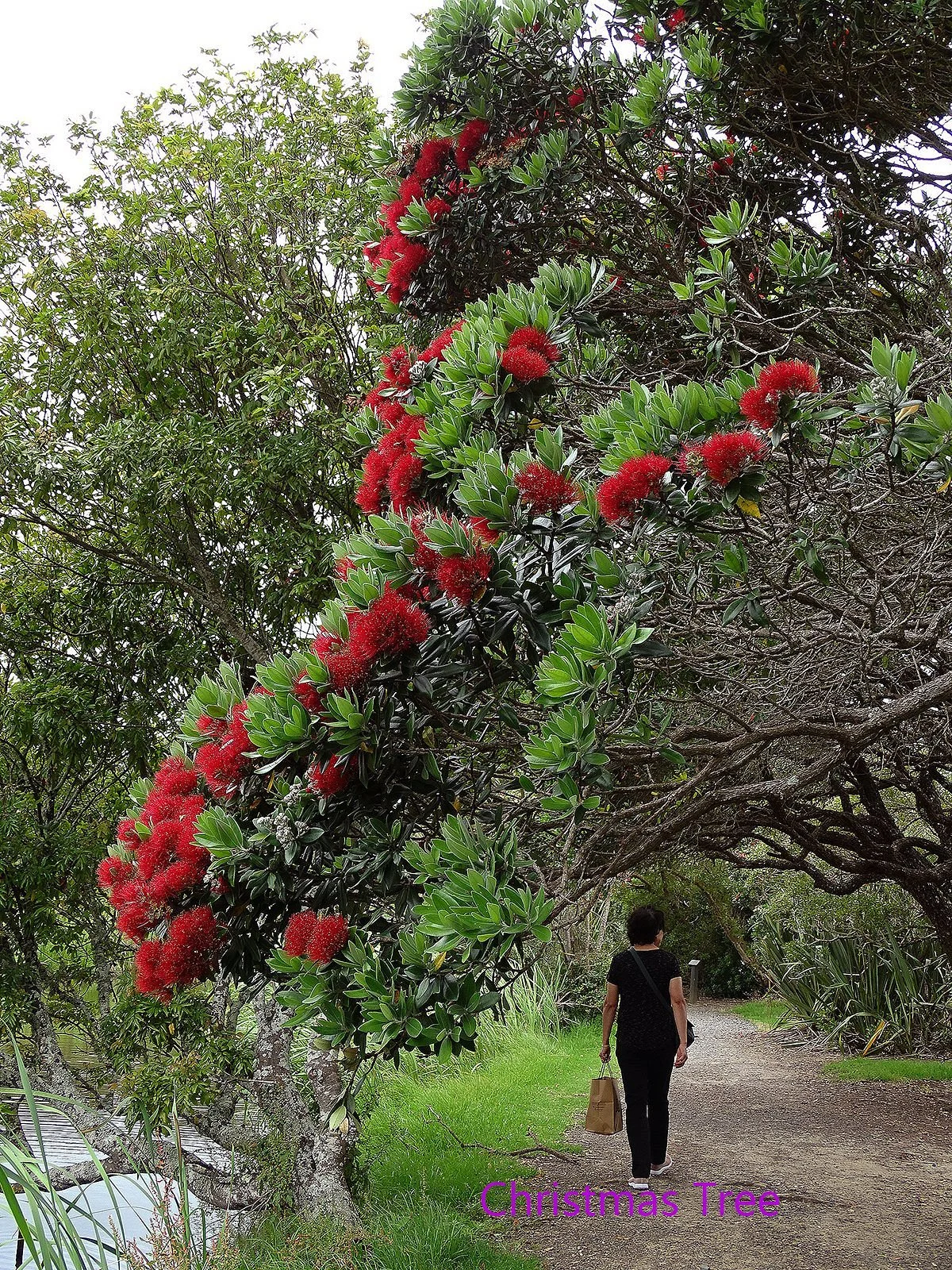 Tohuna Torea Nature Reserve