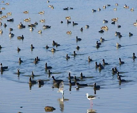 Randarda  Lake