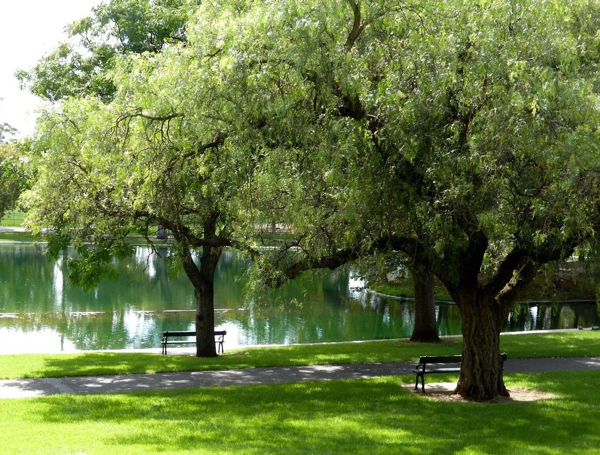 Rymill Park