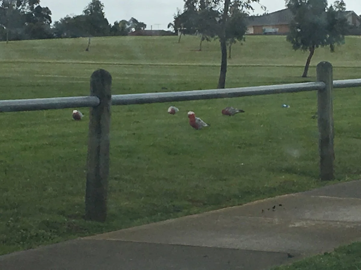 Sandfield Reserve