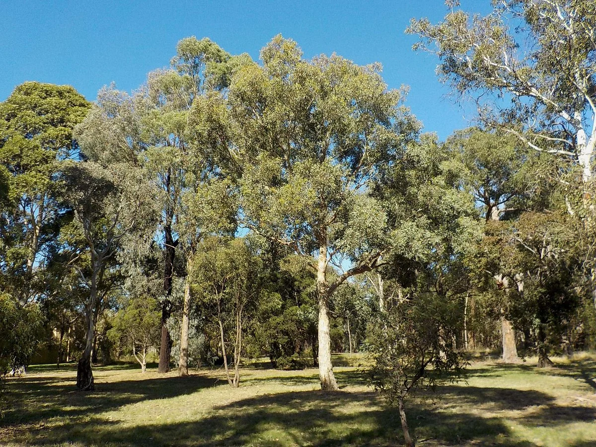 Stephens Reserve
