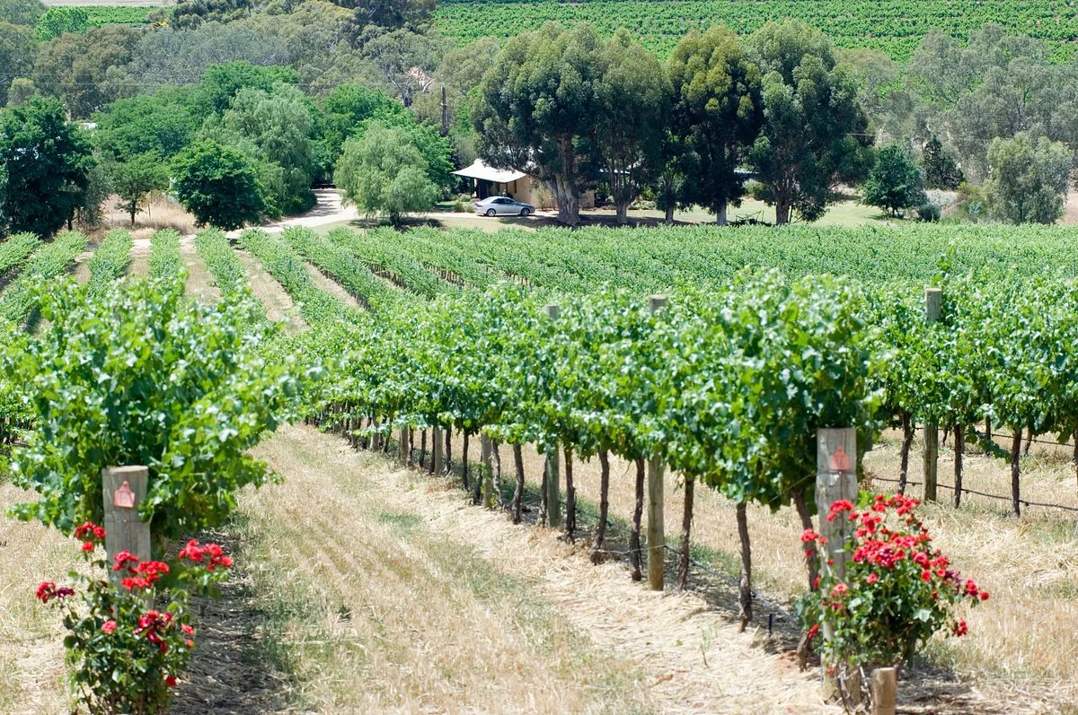 Seize the Day Wines