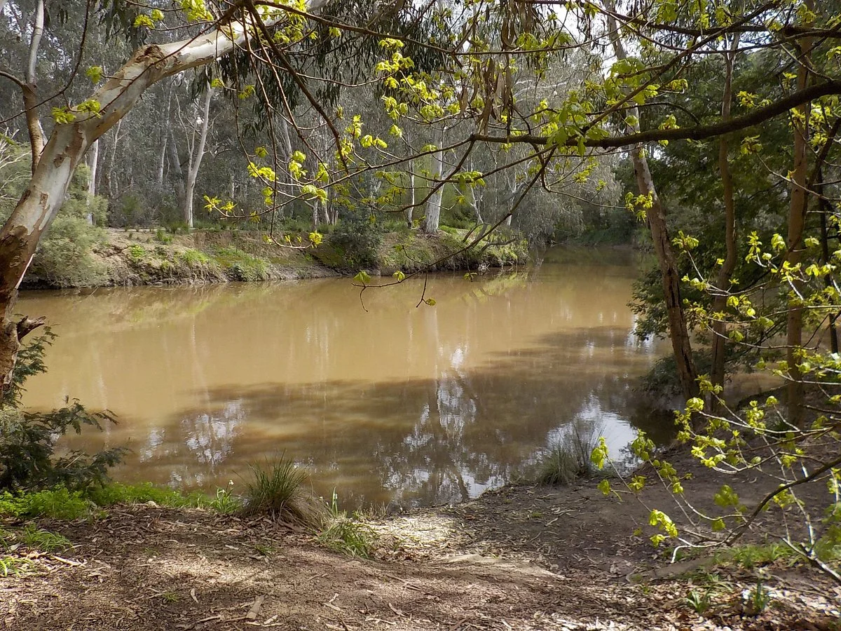 Alphington Wetlands