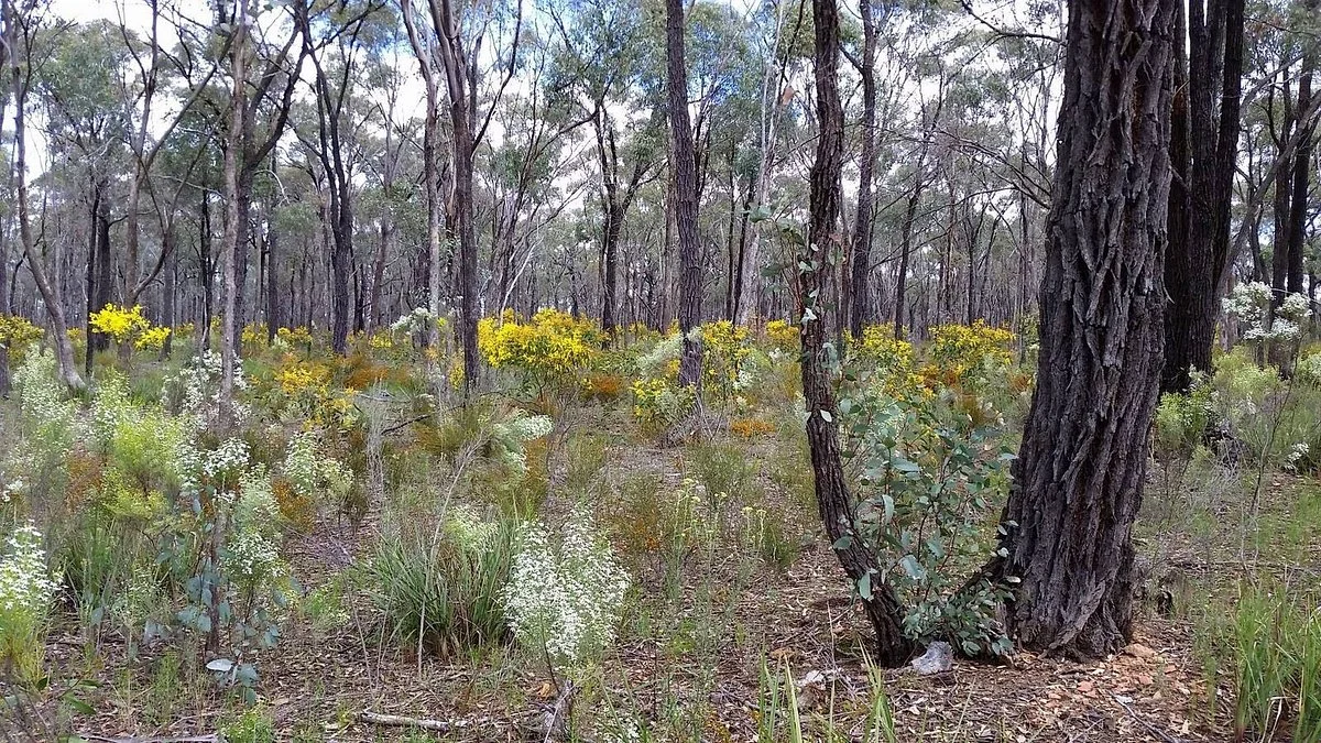 Wax Garden Conservation Reserve