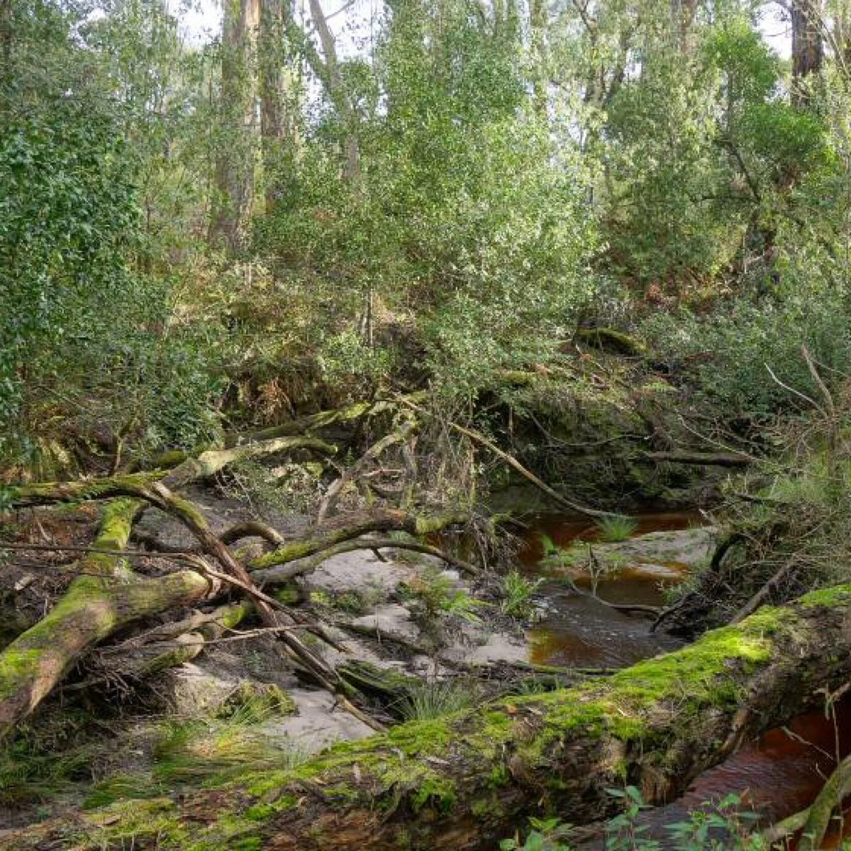 Adams Creek Conservation Reserve