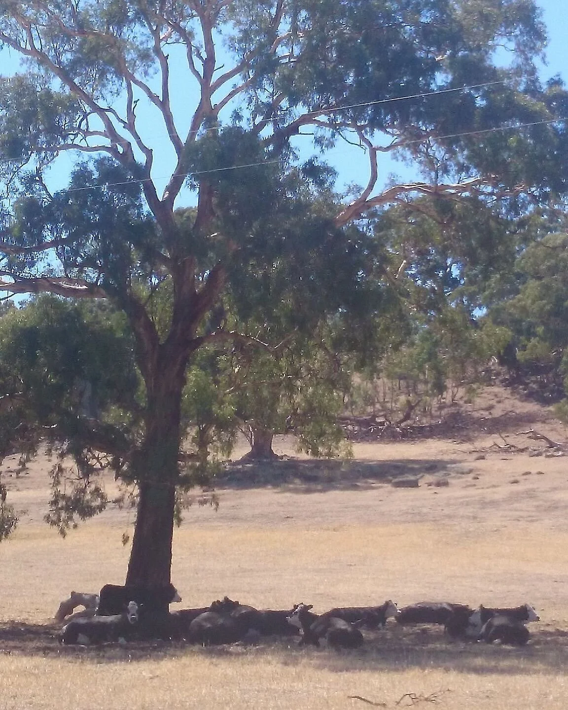 Goldfields Track