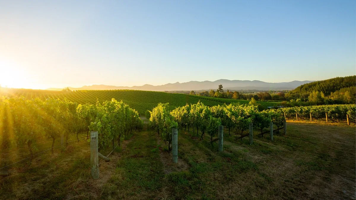 Flaxmore Vineyards