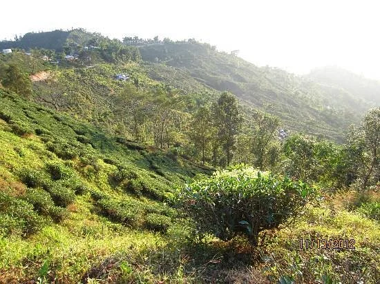 Castleton Tea Estate