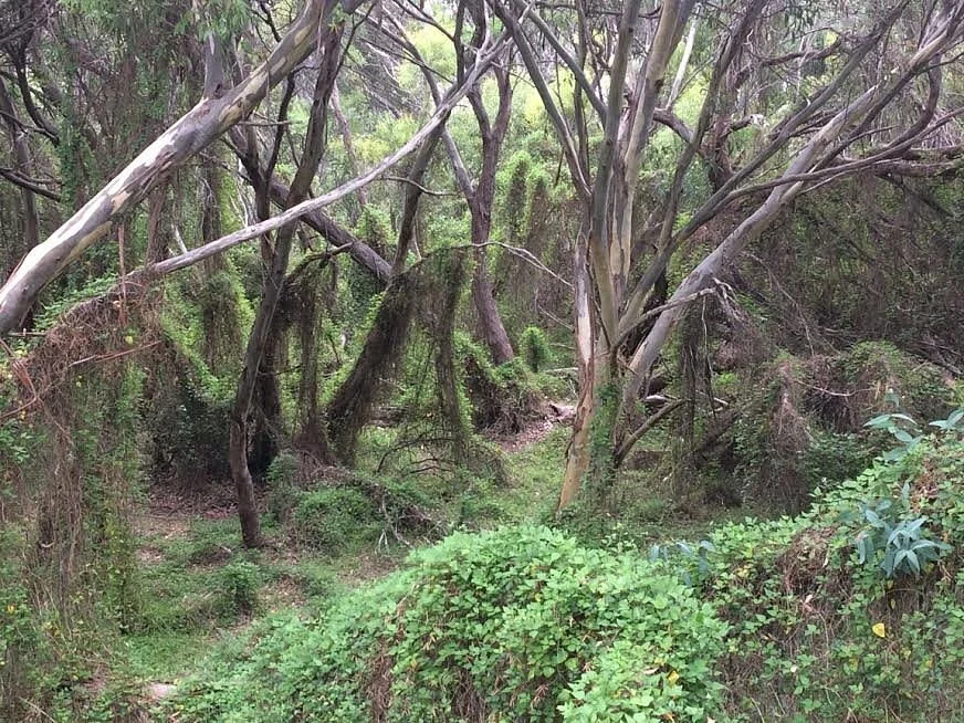 Beacon Hill Reserve Lookout
