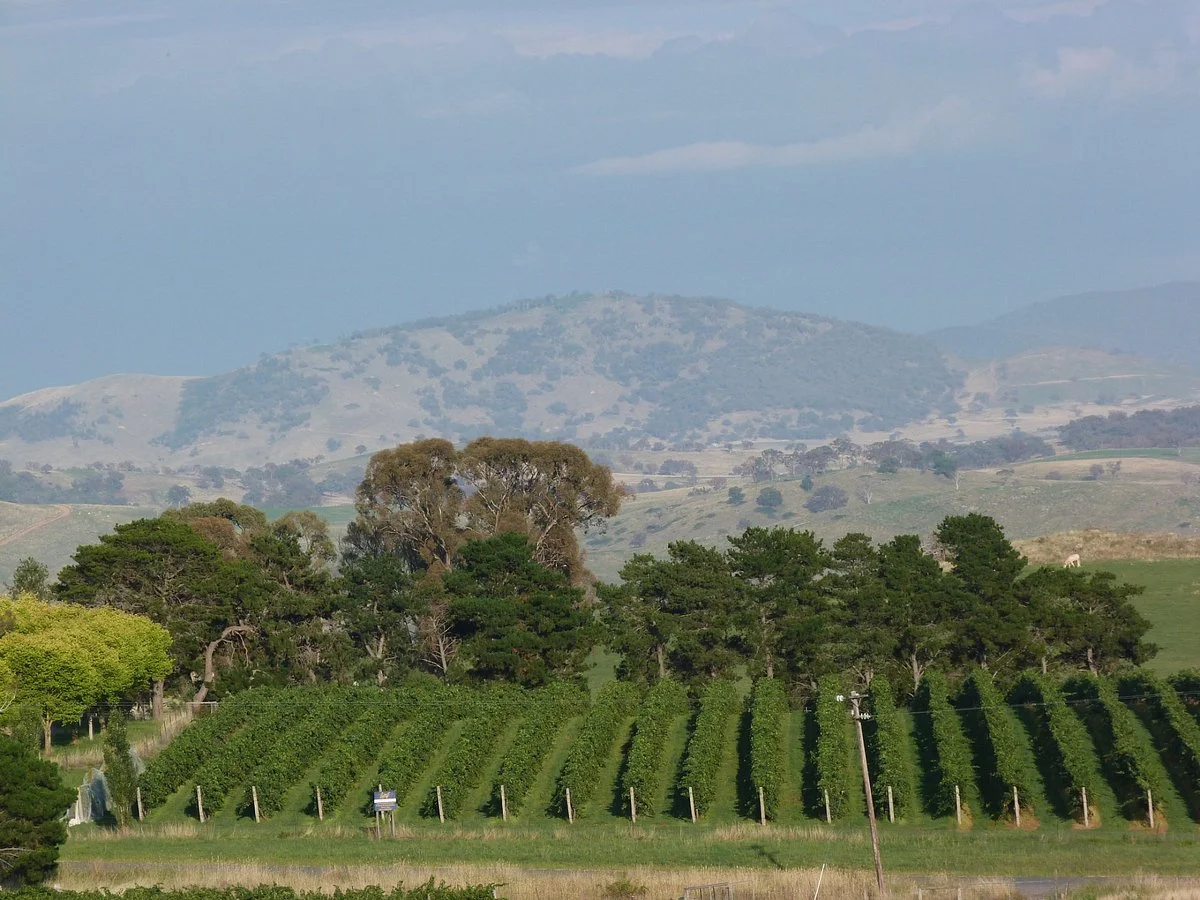 Pankhurst Wines