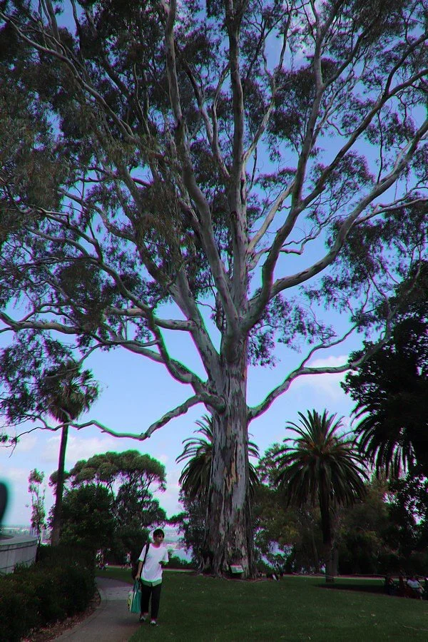 The Queen's Tree