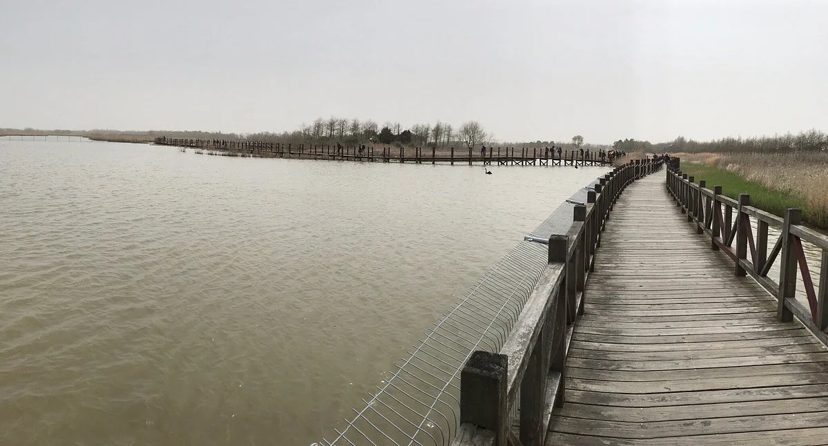 Chongming Dongtan Natural Reservation