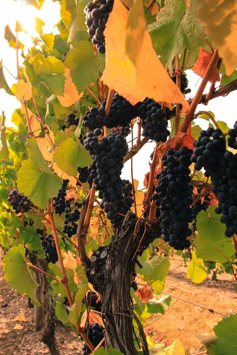 Jinglers Creek Vineyard