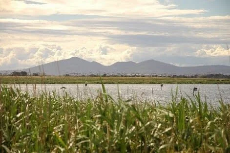 Lake Borrie Wetlands