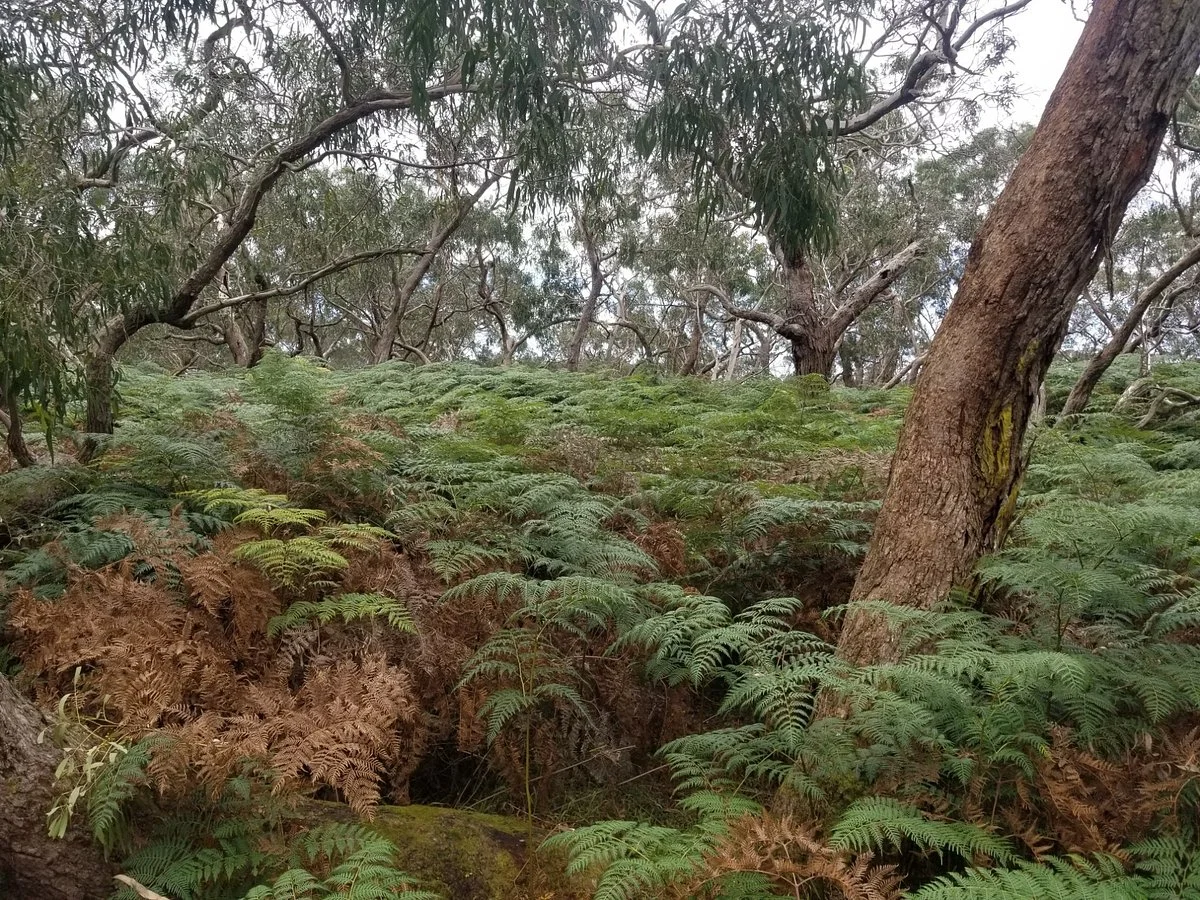 Woodlot Lane Nature Reserve