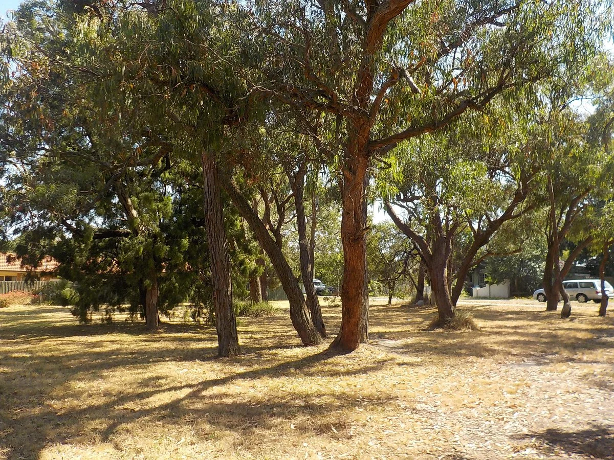 Ringwood Belgrave Railway Trail