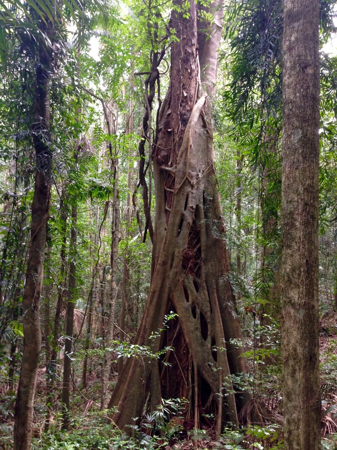 Boombana Mt Nebo Walk