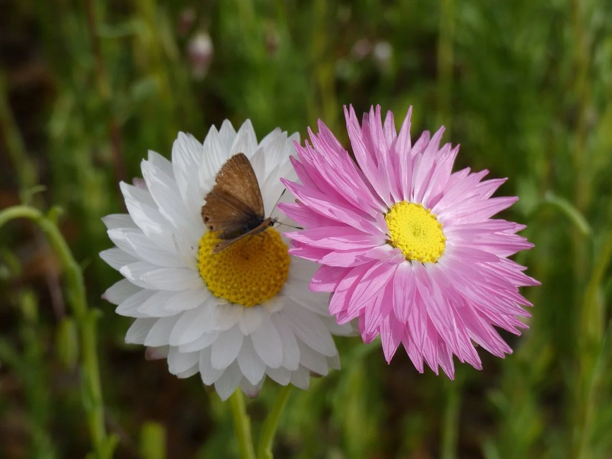 York Bushland Gardens