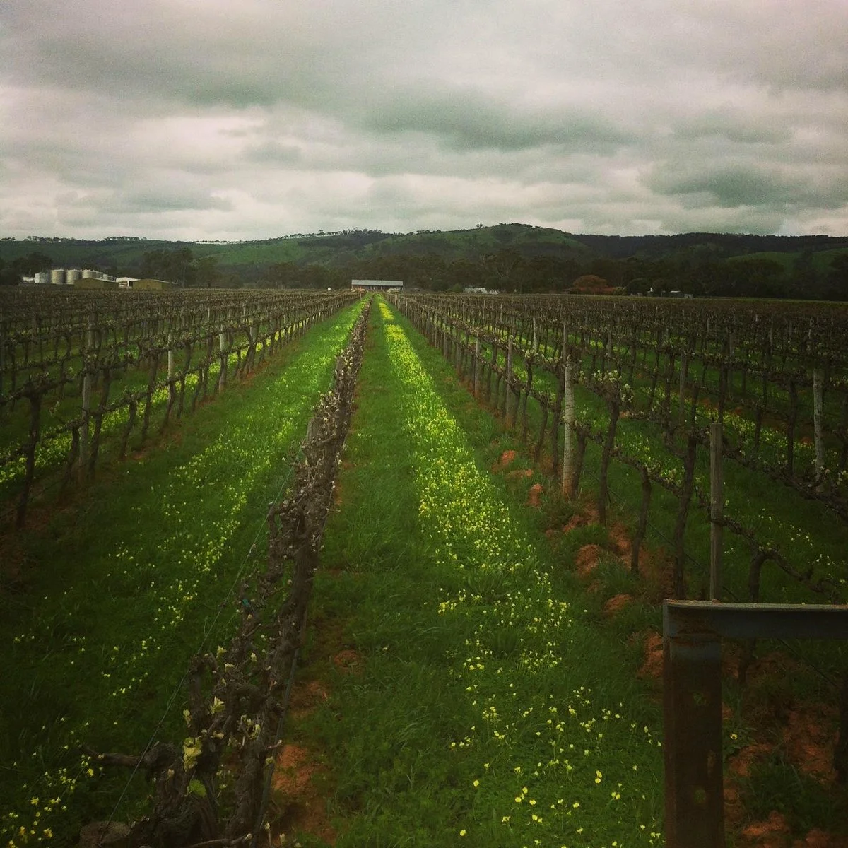 Kangarilla Road Winery