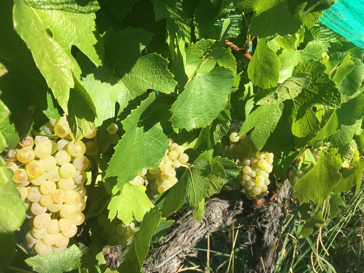 Dindima Wines